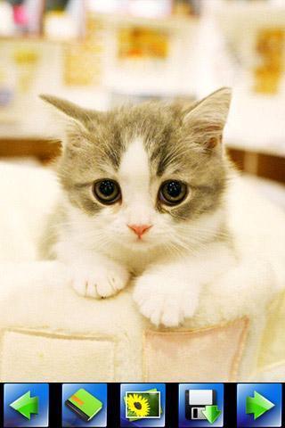 探索特色小店，最新貓咪應(yīng)用下載，小巷隱藏寶藏的奇妙之旅