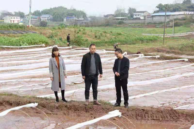 合川土場(chǎng)最新動(dòng)態(tài)更新，今日最新資訊速遞