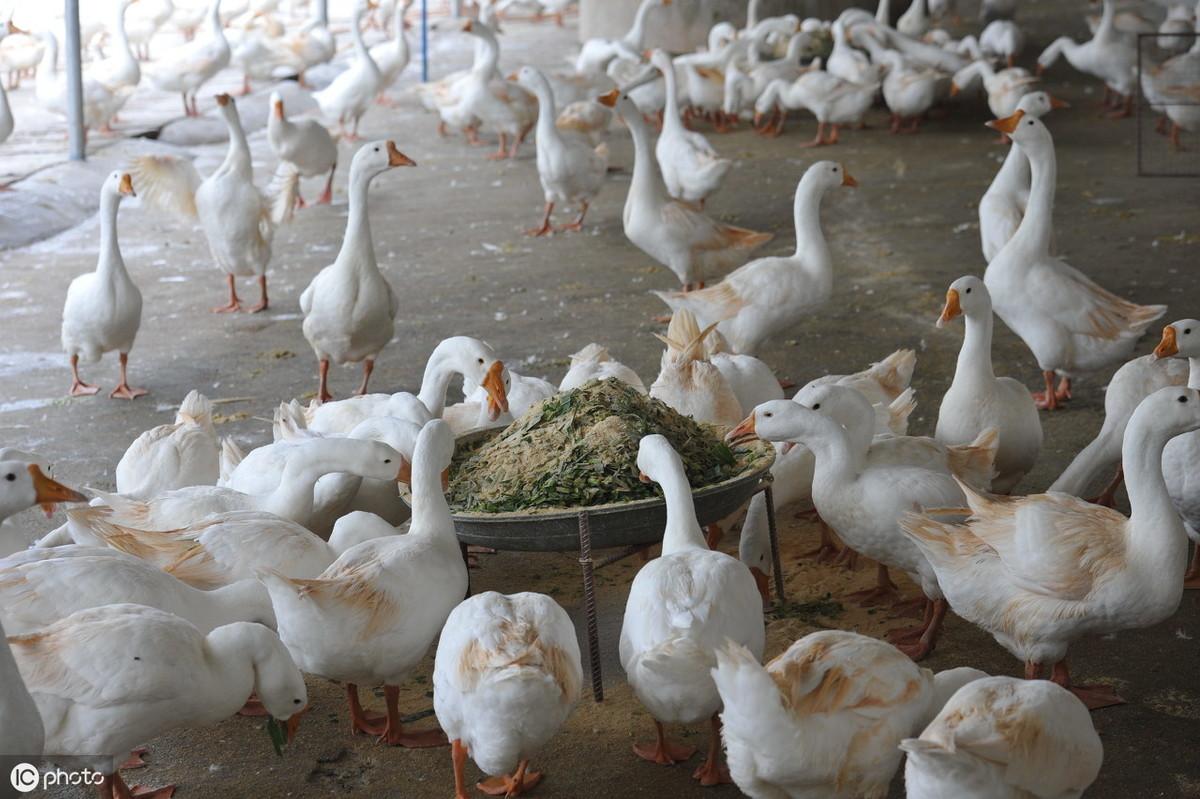今年養(yǎng)鵝市場(chǎng)繁榮，鵝群帶來(lái)溫馨與喜悅的喜悅氛圍