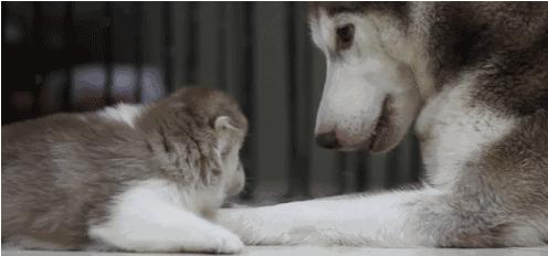 電視劇母子連心，心靈與自然的溫暖之旅