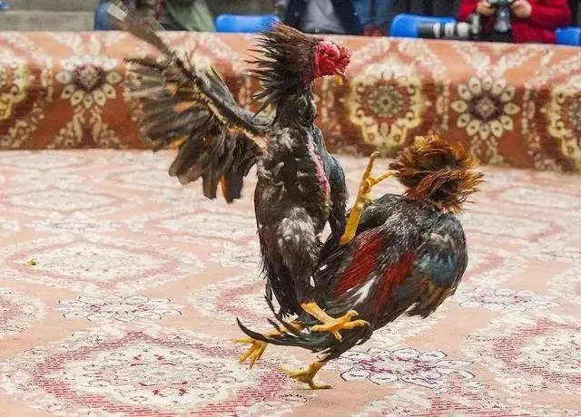 競(jìng)技舞臺(tái)上的英勇斗士——比賽雞風(fēng)采展露