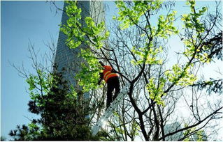 馬樹最新資訊，完成任務與學習新技能的詳細步驟指南