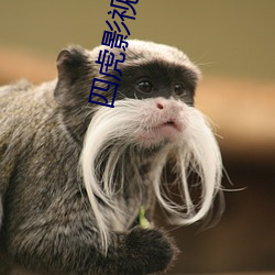 四虎影最新在線觀看，熱門影視的全新體驗(yàn)