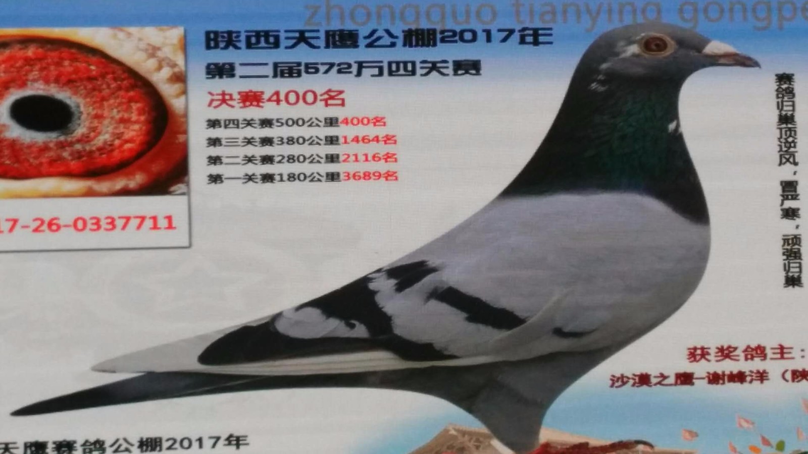 天鷹公棚歷程回顧，最新消息鑄就輝煌篇章