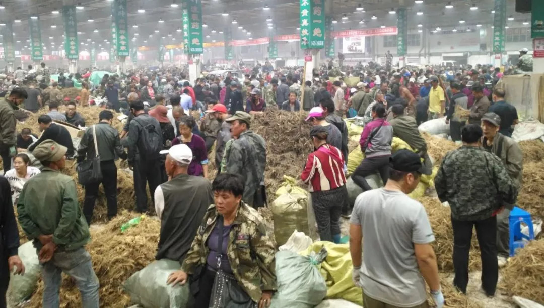 萬良人參市場最新動(dòng)態(tài)揭秘，日常奇遇與溫情紐帶