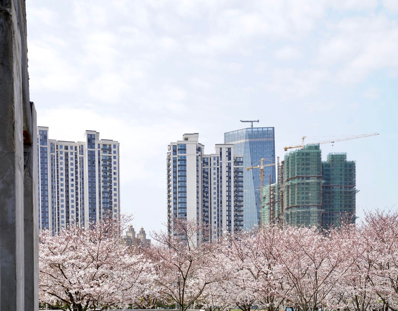 櫻花園置換最新進(jìn)展揭秘，科技重塑生活，煥發(fā)新生希望