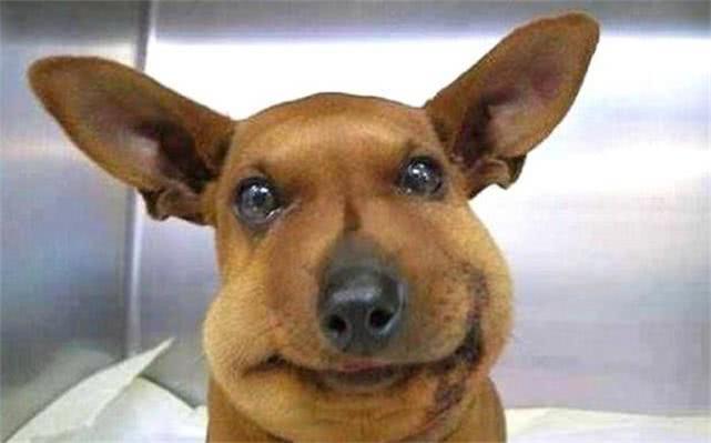 最新毒蜂，逆風翱翔，學習鑄就自信與成就之巔