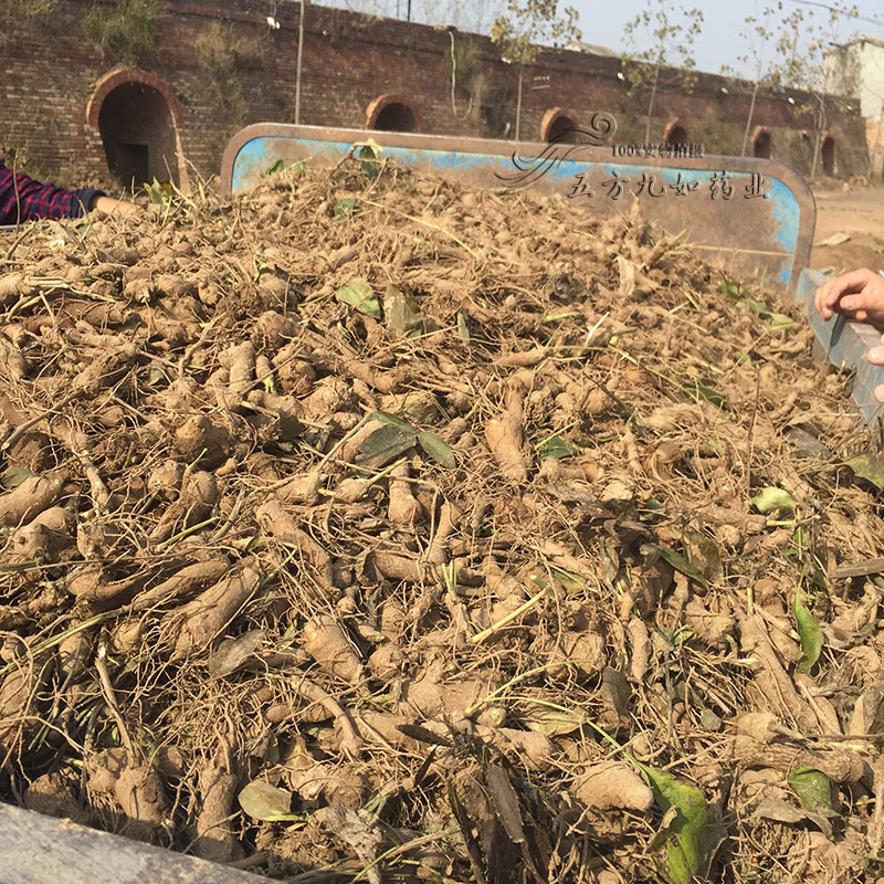 鮮白術(shù)最新價格，探尋自然美景與藥材之旅