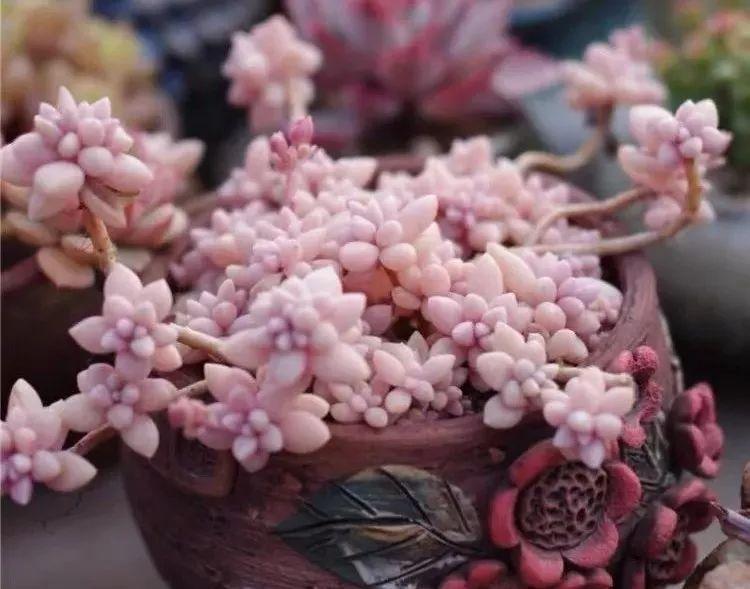 世紀(jì)瑞爾最新動(dòng)態(tài)揭秘，小巷中的隱藏美食天堂