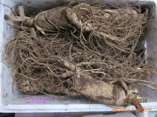 人參最新價格及市場走勢、品質(zhì)鑒別全解析