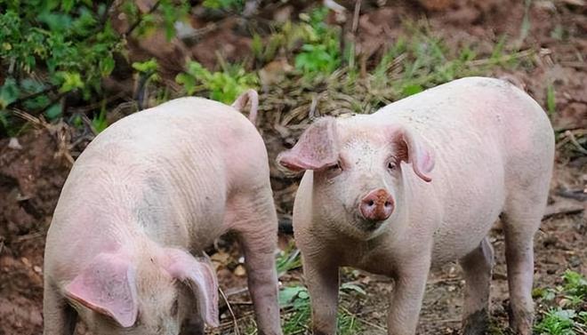 時代背景下的市場洞察，母豬價格最新行情分析