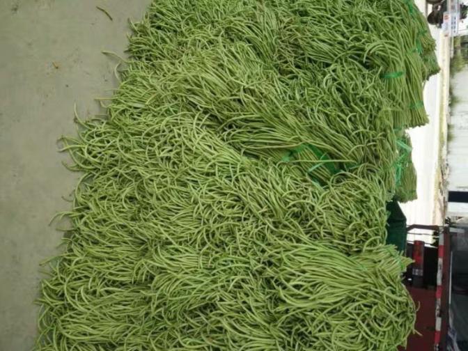 合浦豆角最新價(jià)格指南，獲取與比較豆角價(jià)格的方法及最新價(jià)格更新通知