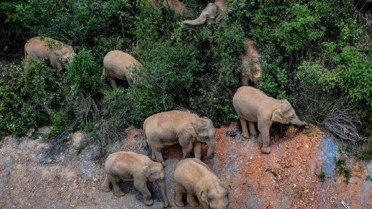 象群最新現(xiàn)身地，力量與自信之歌的演繹