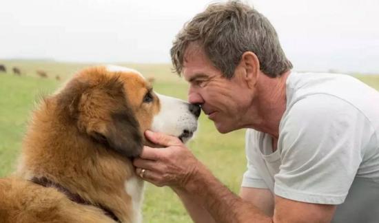 最新關(guān)于狗的電影，深度探討與觀點闡述