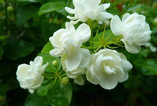 花香滿園最新章節(jié)獲取攻略，輕松閱讀新書章節(jié)的步驟