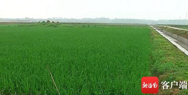 澄邁最新動態(tài)，自然美景探索之旅，尋覓內(nèi)心平和與寧靜的旅程