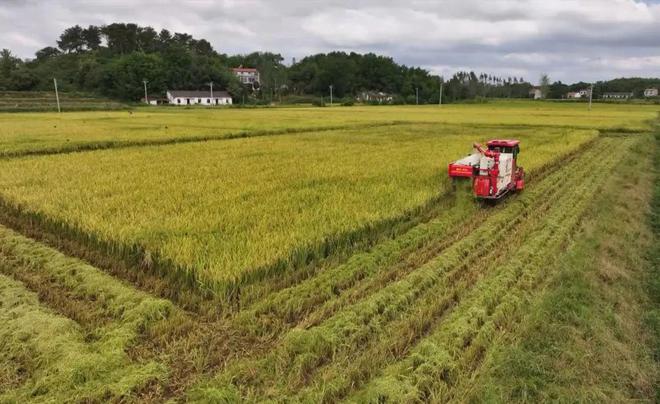 最新直播稻技術揭秘，小巷深處的稻田直播秘境探索