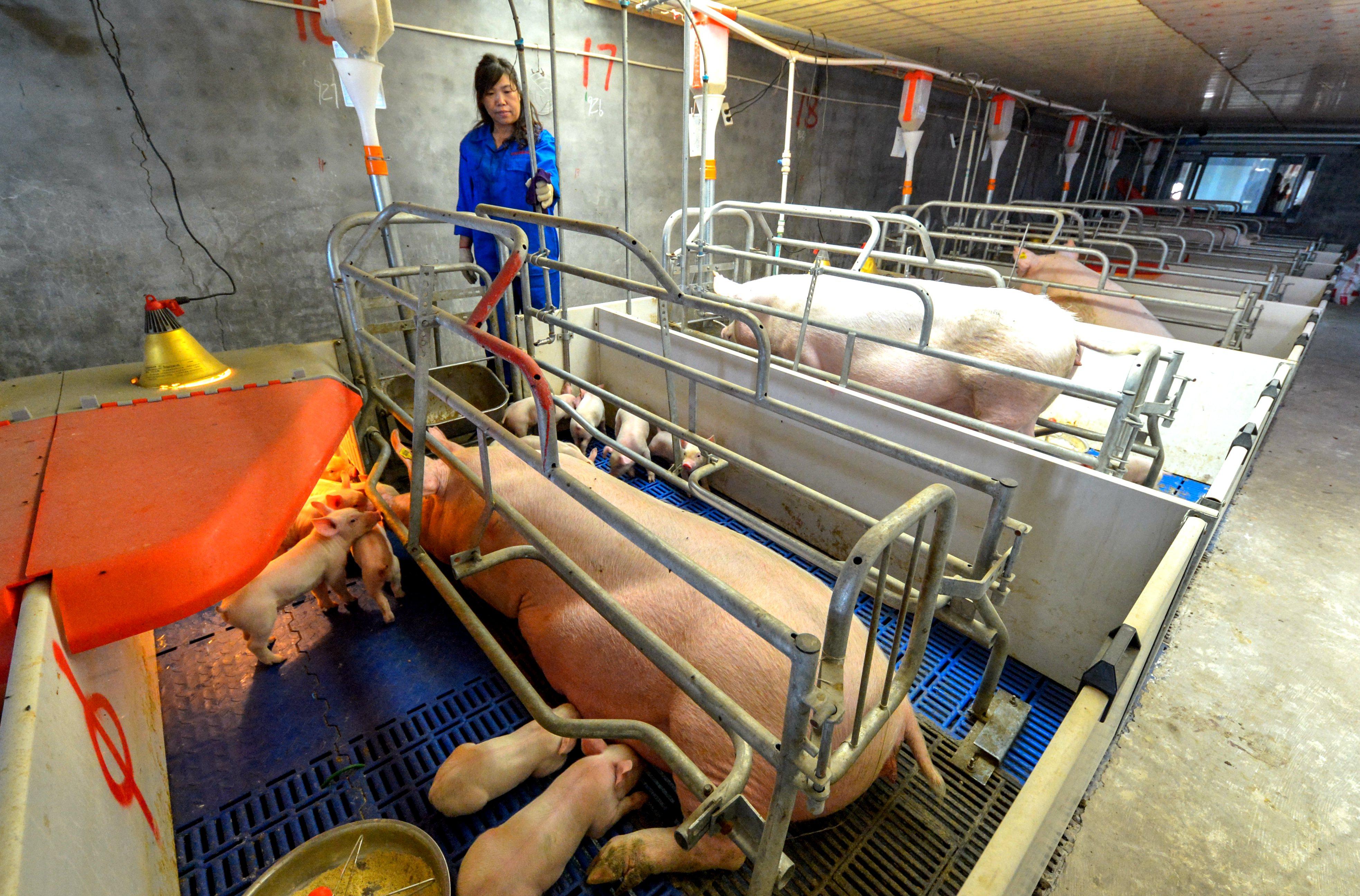 河北仔豬最新價格揭秘，小巷中的寶藏探索