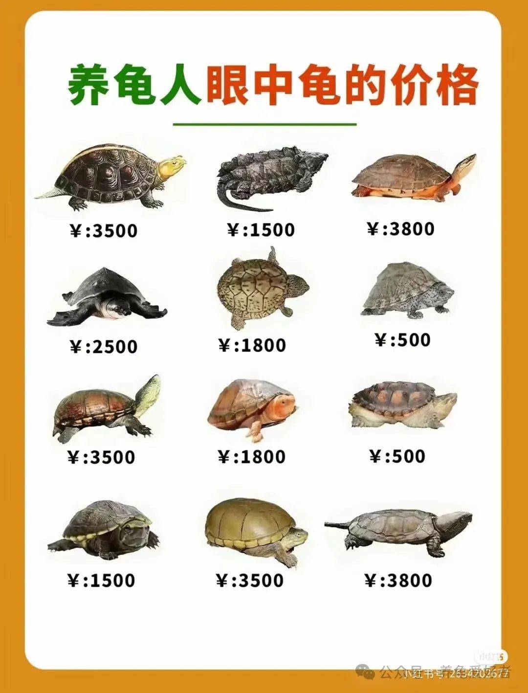 草龜最新價(jià)格及市場走勢多元觀點(diǎn)分析