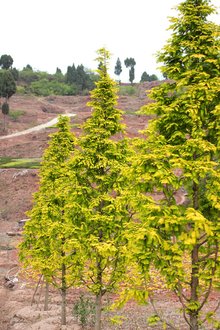 最新彩葉樹種種植與養(yǎng)護(hù)指南，從選種到養(yǎng)護(hù)一步到位！