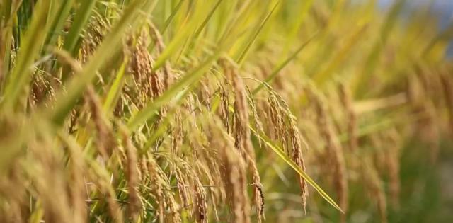 蒼南最新動態(tài)，變化中的力量，學習鑄就自信與成就