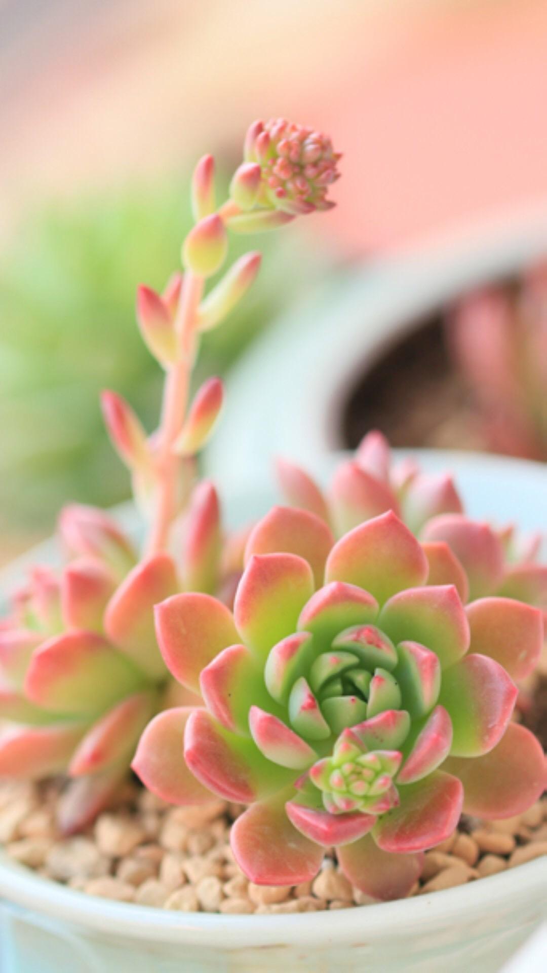 最新多肉植物，獨特的植物美學(xué)觀點探討