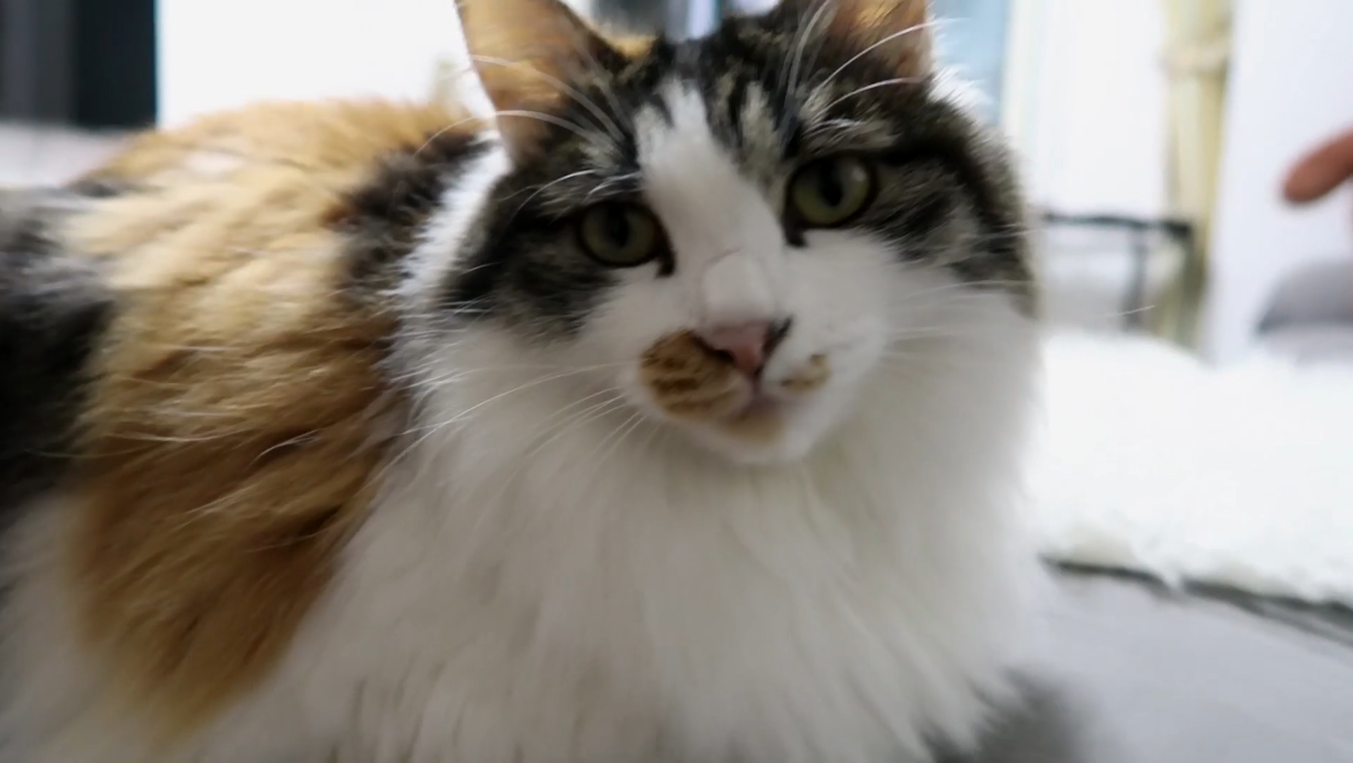 Maomi最新域名網(wǎng)站，時尚潮流的前沿引領(lǐng)者