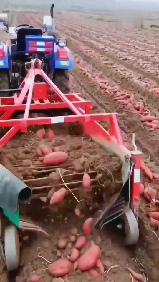 科技革新引領(lǐng)紅薯挖掘新紀(jì)元，最新挖紅薯機(jī)器亮相！