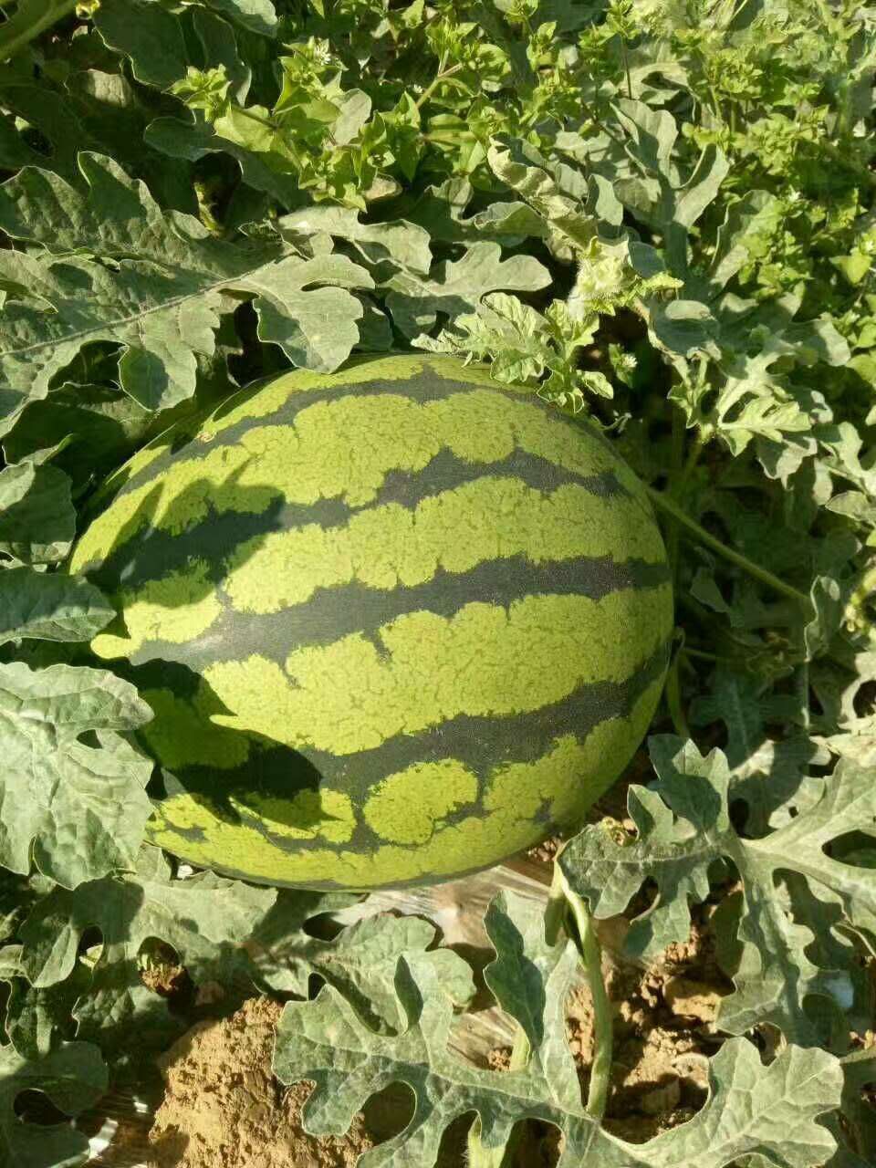 惠民西瓜最新價(jià)格，一顆瓜的成長(zhǎng)之路與你的成長(zhǎng)相伴