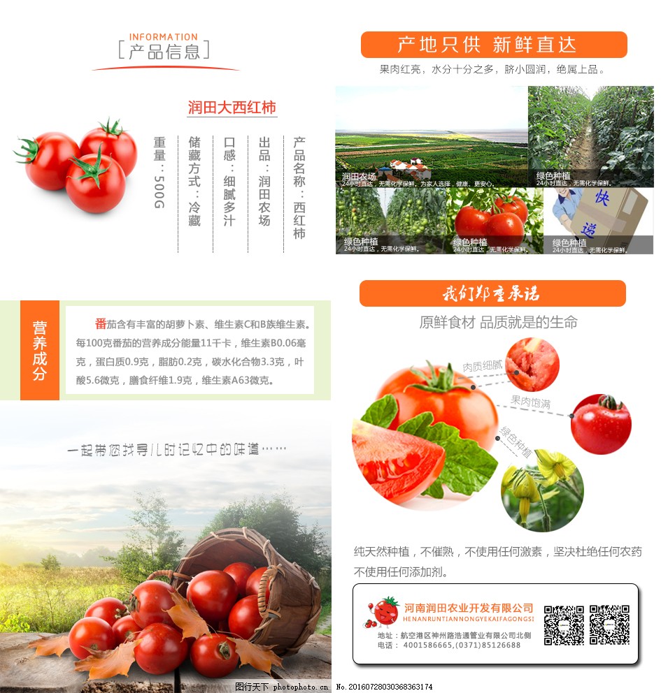 安徽西紅柿產地探秘，自然美景與鮮美西紅柿的邂逅之旅