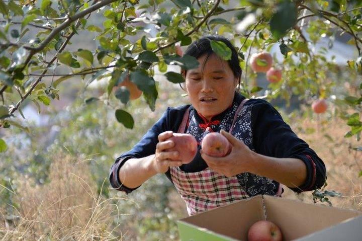 沂源蘋果最新價(jià)格，綠色之旅帶來內(nèi)心的平靜