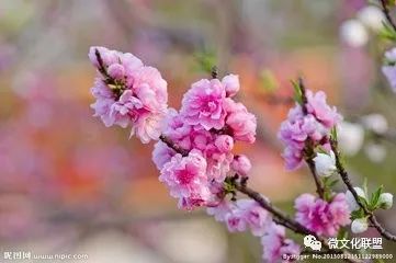 科技巔峰之作桃花開啟未來生活新紀(jì)元，最新章節(jié)預(yù)覽