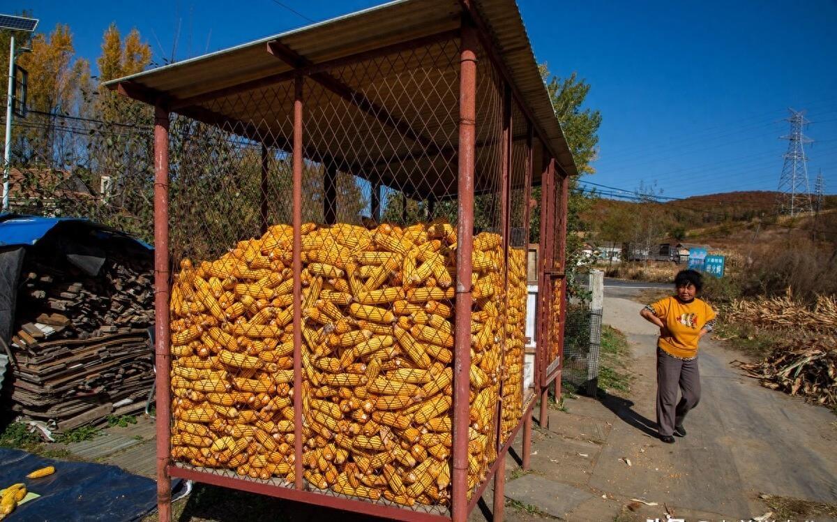 玉米最新動態(tài)，與自然美景的旅行之旅