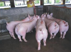 最新仔豬品種選擇與飼養(yǎng)指南，品種介紹與飼養(yǎng)步驟全解析