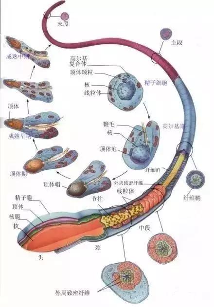 窩精子最新，小巷中的秘密風(fēng)味探索