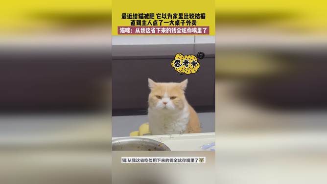 省貓任務(wù)輕松完成指南，最新技能學(xué)習(xí)與任務(wù)執(zhí)行詳細(xì)步驟