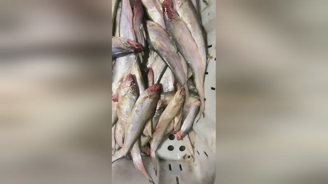 最新魚視頻，海洋生態(tài)與觀賞魚文化的精彩交融