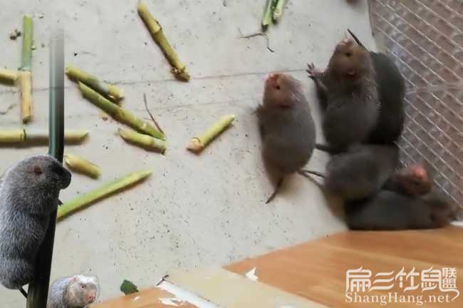 最新竹鼠科技產(chǎn)品革新生活體驗(yàn)