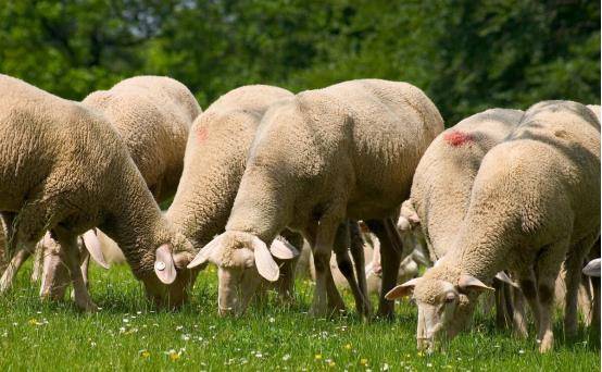 最新羊瘟疫，小巷深處的獨(dú)特風(fēng)味探索