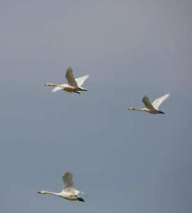 鳥類遷徙最新詳細步驟指南，了解鳥類遷徙的全程之旅