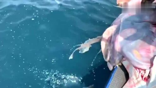 最新魚人流技術(shù)革命，高科技產(chǎn)品重塑未來生活體驗