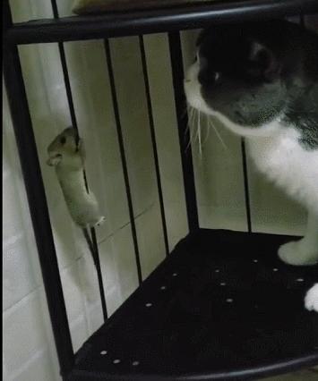 城市隱秘觀察者，灰色老鼠的最新動(dòng)態(tài)觀察