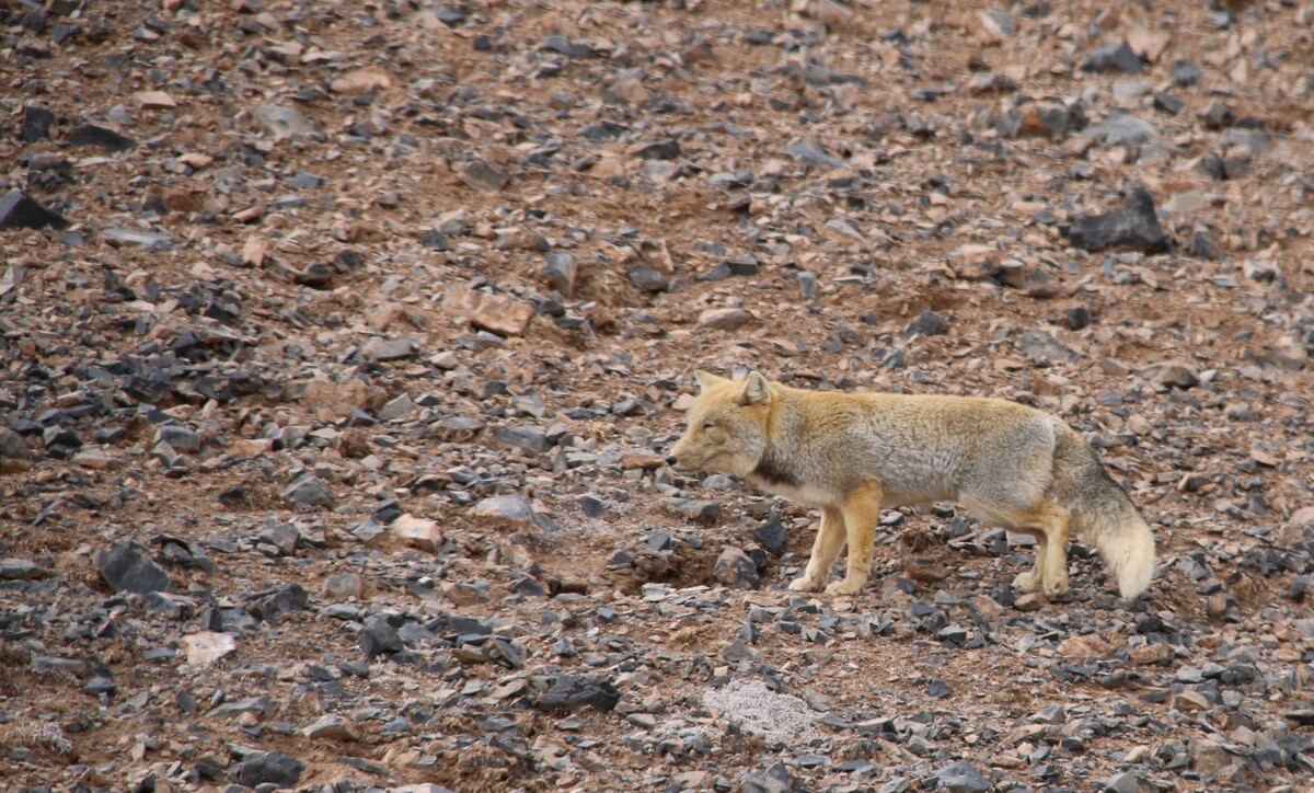 最新野狐，學(xué)習(xí)變化，自信助力夢(mèng)想實(shí)現(xiàn)