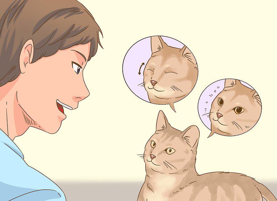 貓咪最新破譯，高科技重塑貓奴生活，智能養(yǎng)貓新時(shí)代的開啟