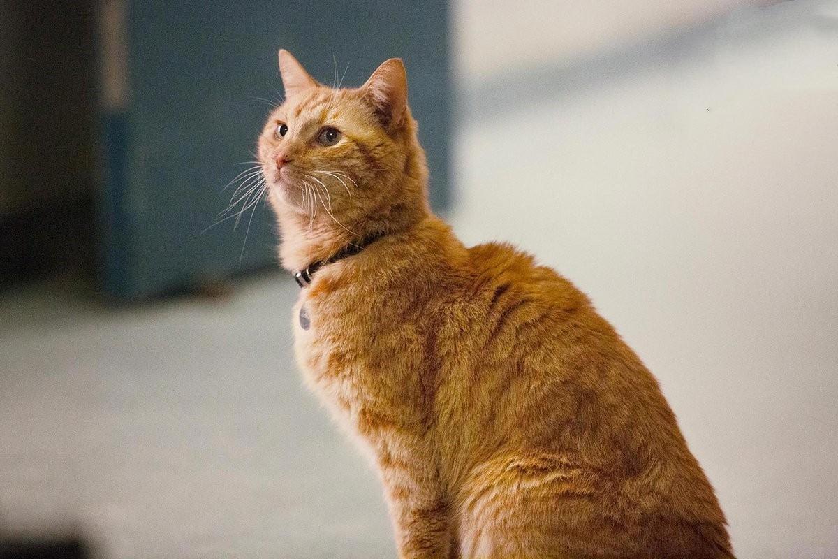 最新橘貓萌態(tài)大賞??