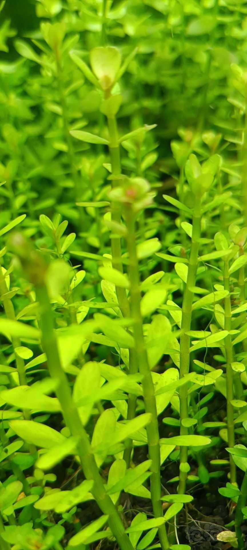 最新福利草草，自然美景之旅，探尋內(nèi)心平和與喜悅的旅程