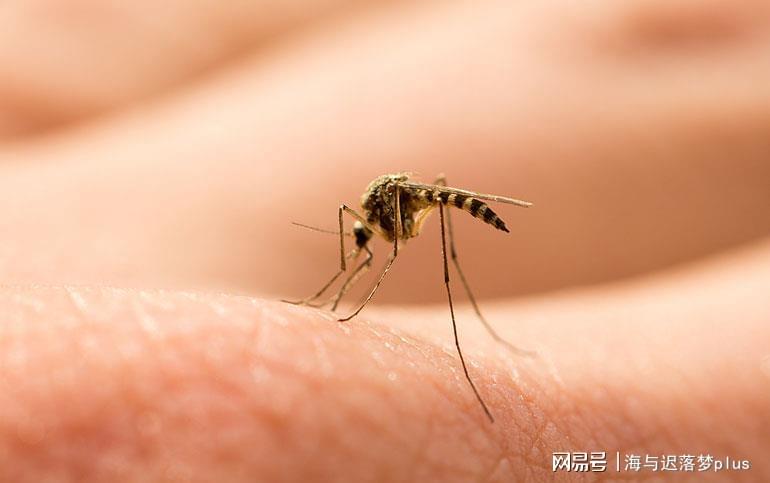 揭秘蚊子世界，最新報道與防治策略探索