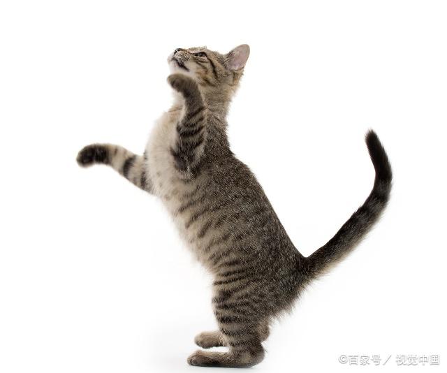 貓咪最新跳轉(zhuǎn)，尋找內(nèi)心平靜的奇妙冒險之旅