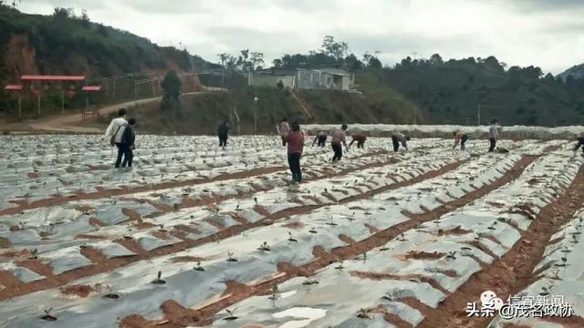 信宜最新肺炎，理解、應(yīng)對與關(guān)愛