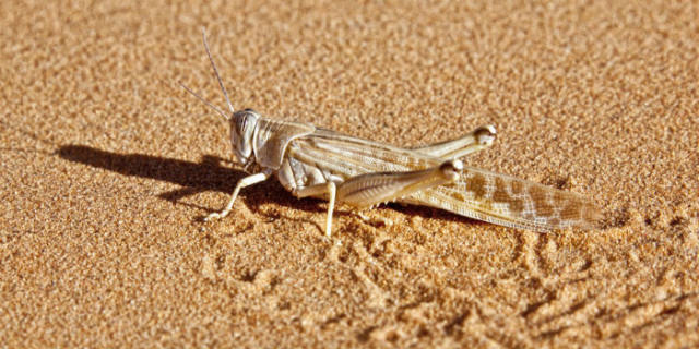 蝗災(zāi)最新動態(tài)，科技先鋒引領(lǐng)抗災(zāi)新時代